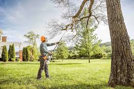 Why Choose Our Tree Removal Services in Plainfield, IL?