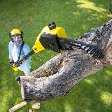 Best Tree Risk Assessment  in Plainfield, IL