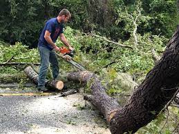 Reliable Plainfield, IL  Tree Services Solutions