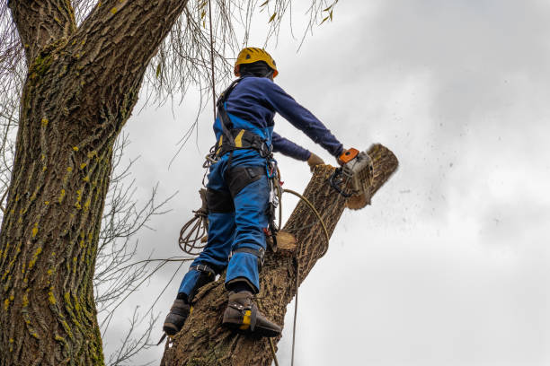 Best Firewood Processing and Delivery  in Plainfield, IL